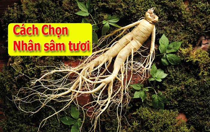 Cách Chọn Nhân Sâm Tươi Hàn Quốc Cách Chọn Nhân Sâm Tươi Hàn Quốc