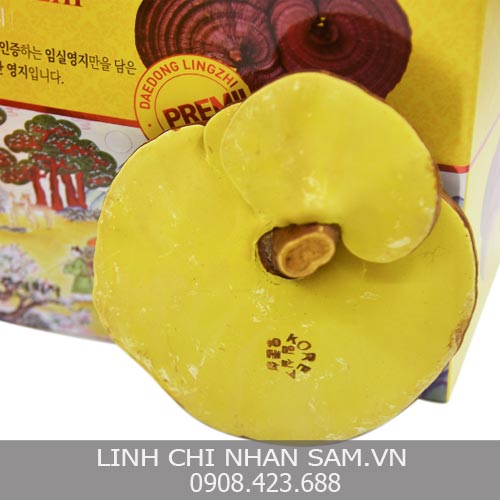 Cách Sử Dụng Nấm Linh Chi Cách Sử Dụng Nấm Linh Chi