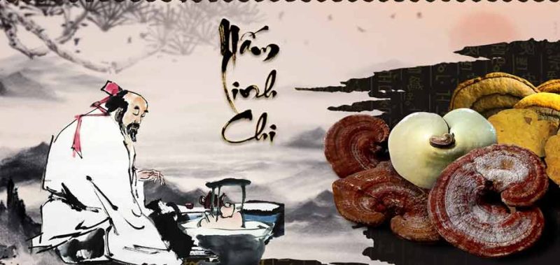 Cách Sử Dụng Nấm Linh Chi Cách Sử Dụng Nấm Linh Chi