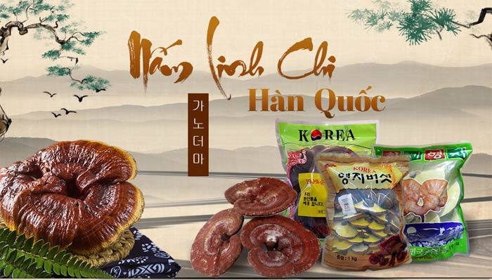 Nấm Linh Chi Hàn Quốc Và Những Lưu Ý Cần Biết Nấm Linh Chi Hàn Quốc Và Những Lưu Ý Cần Biết
