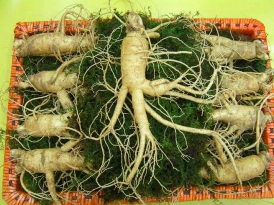 Nhân Sâm Hàn Quốc 9 củ 1kg Nhân Sâm Hàn Quốc 9 củ 1kg