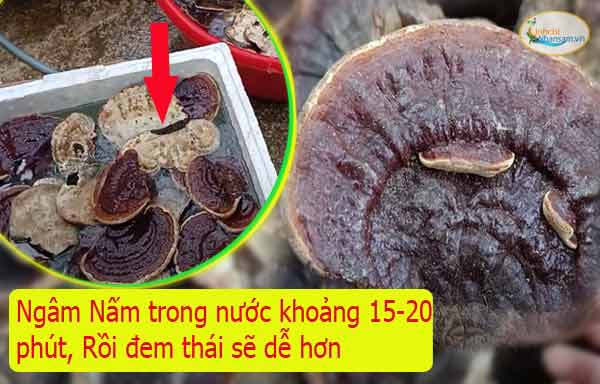 Hướng Dẫn Thái Nấm Linh Chi Rừng và Nấm Linh Chi Khô Hàn Quốc Hướng Dẫn Thái Nấm Linh Chi Rừng và Nấm Linh Chi Khô Hàn Quốc