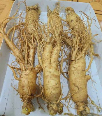 Nhân Sâm Hàn Quốc 6 củ 1kg Nhân Sâm Hàn Quốc 6 củ 1kg