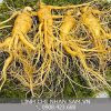 Nhân Sâm Hàn Quốc 4 củ 1kg